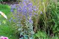 flat sea holly